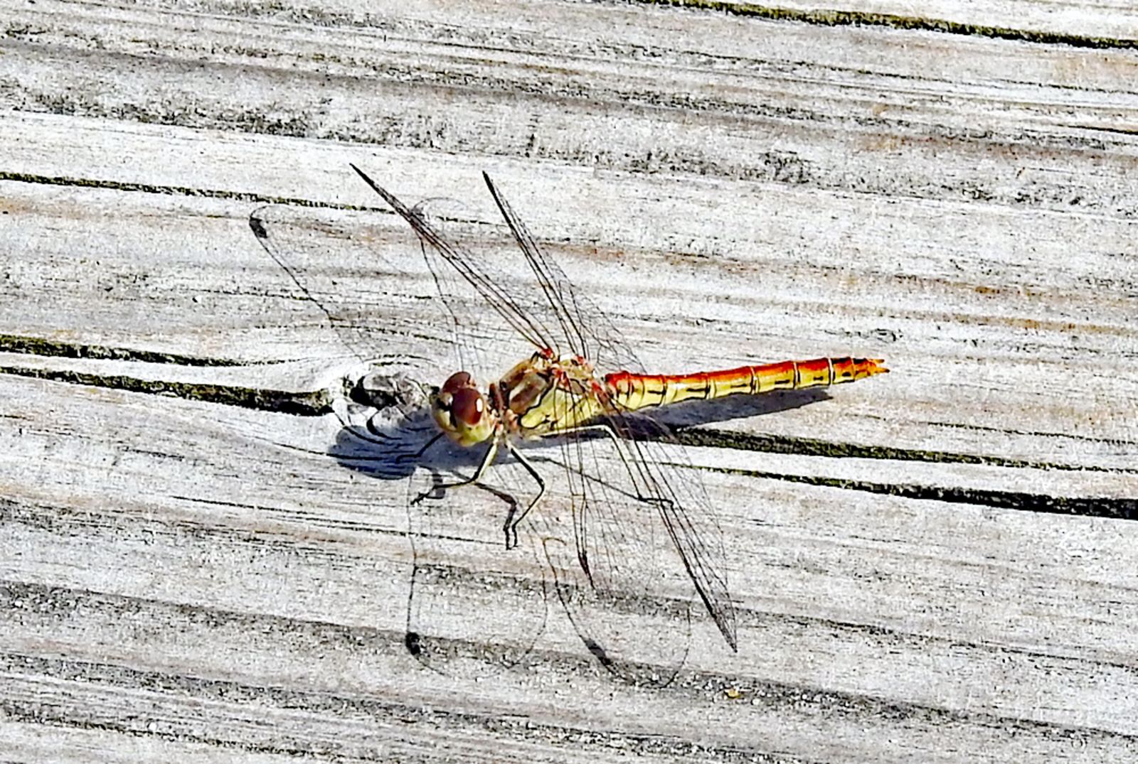 Steenrode heidelibel.