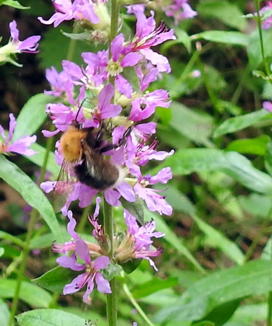 Boomhommel.