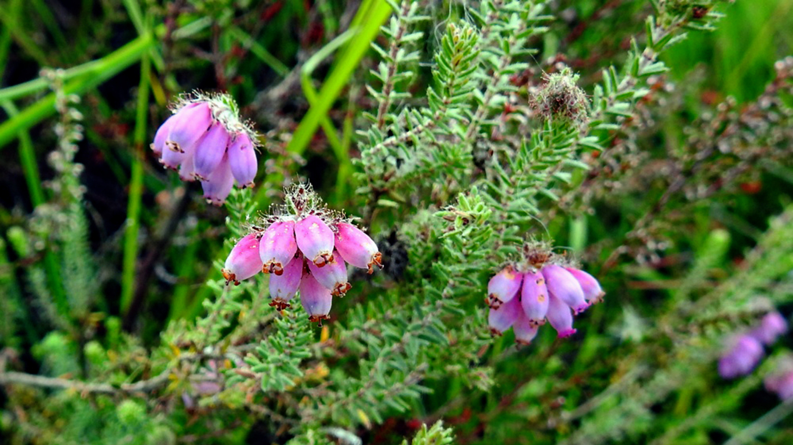 Dopheide of Erica