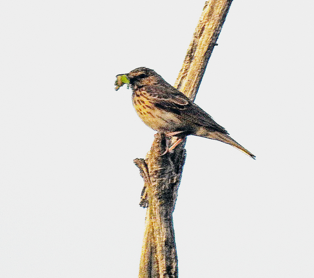 Boompiepers in Klein Bylaer.