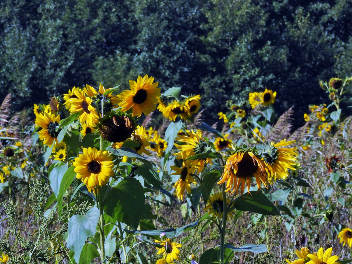 HERFST: zonnebloemenveld imet video.