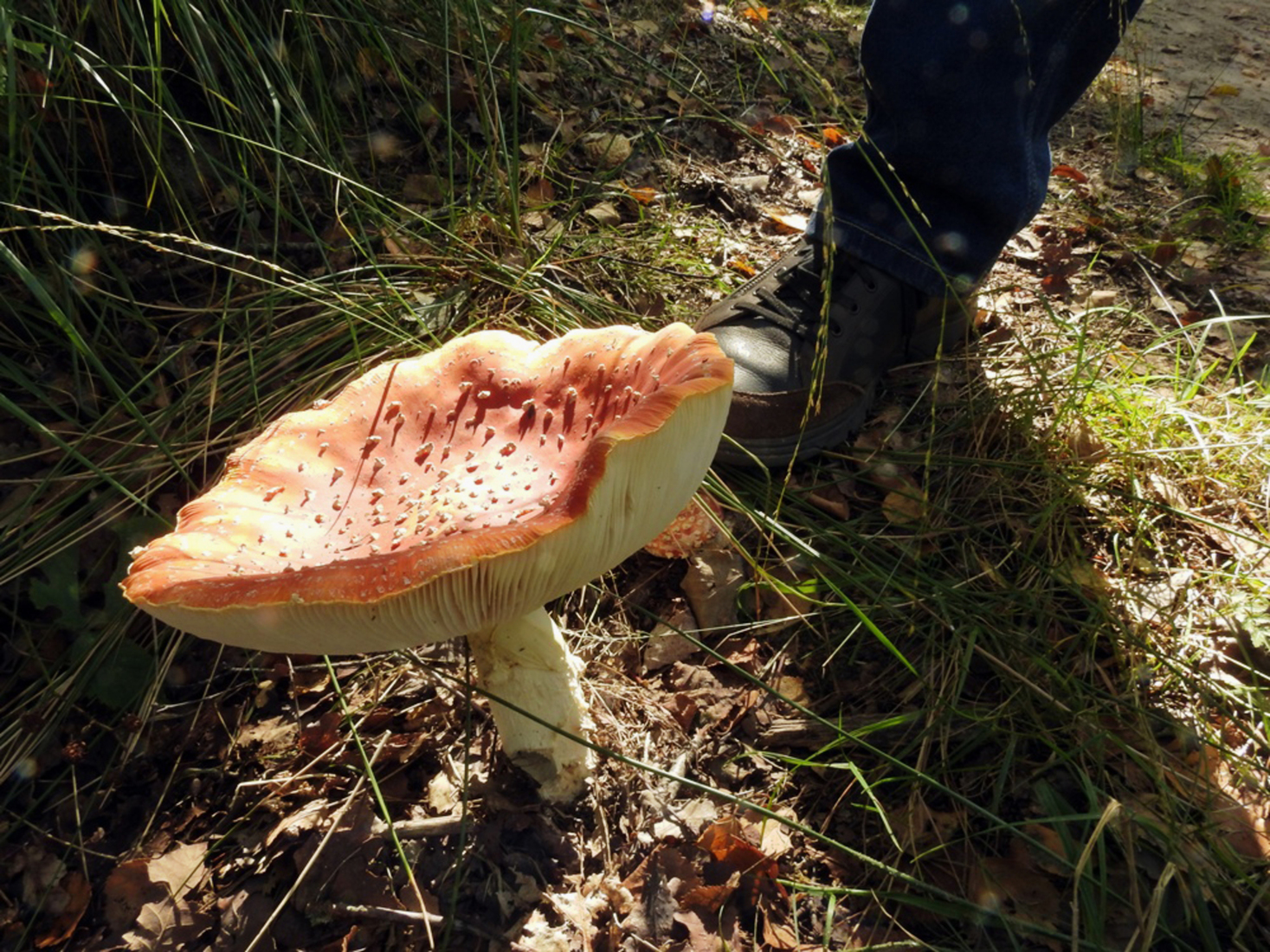 HERFSTBEELDEN: Prachtige Paddestoelen