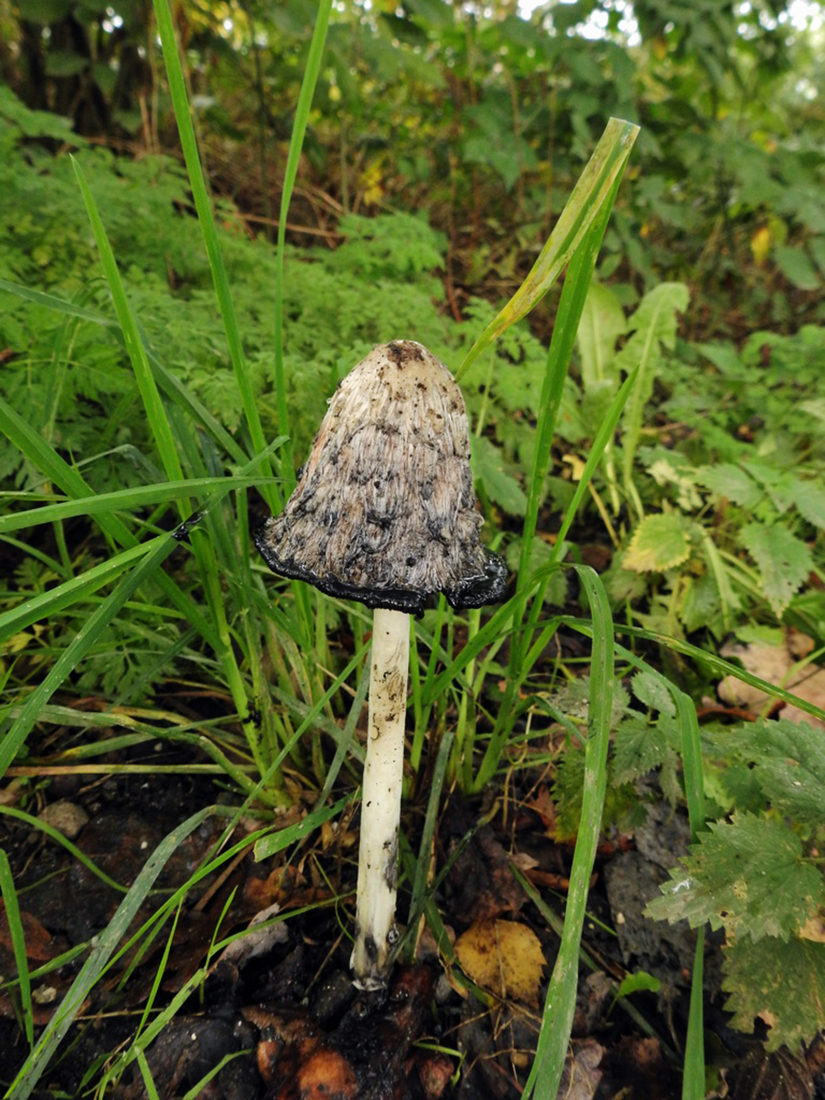 Geschubte inktzwam