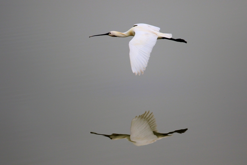 Lepelaar spiegelvlucht