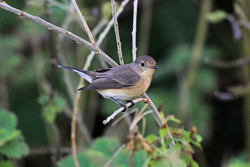 Kleine Vliegenvanger