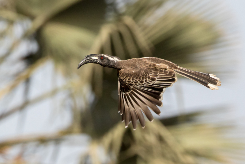 African Grey Hornbill
