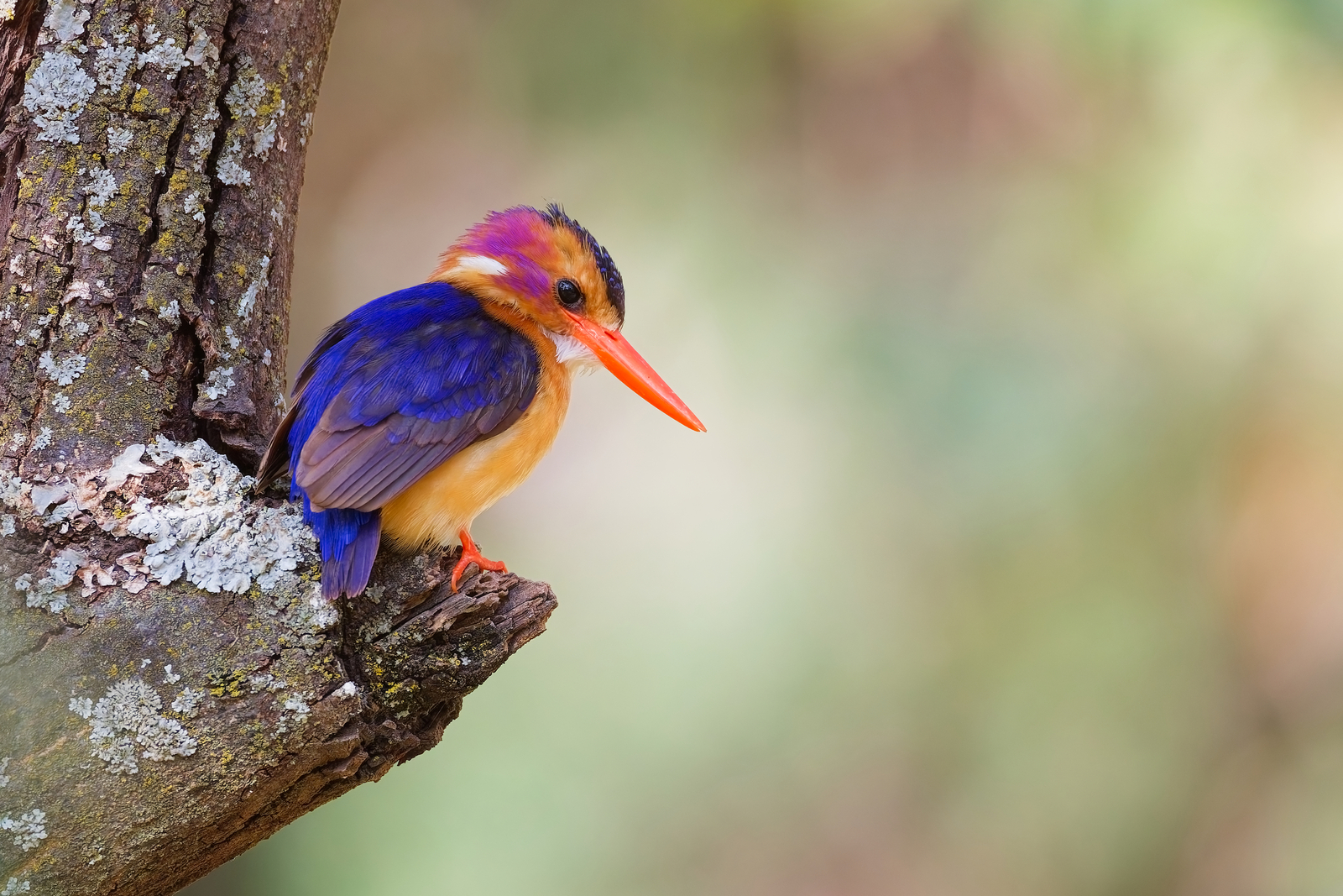 Pygmy Kingfisher