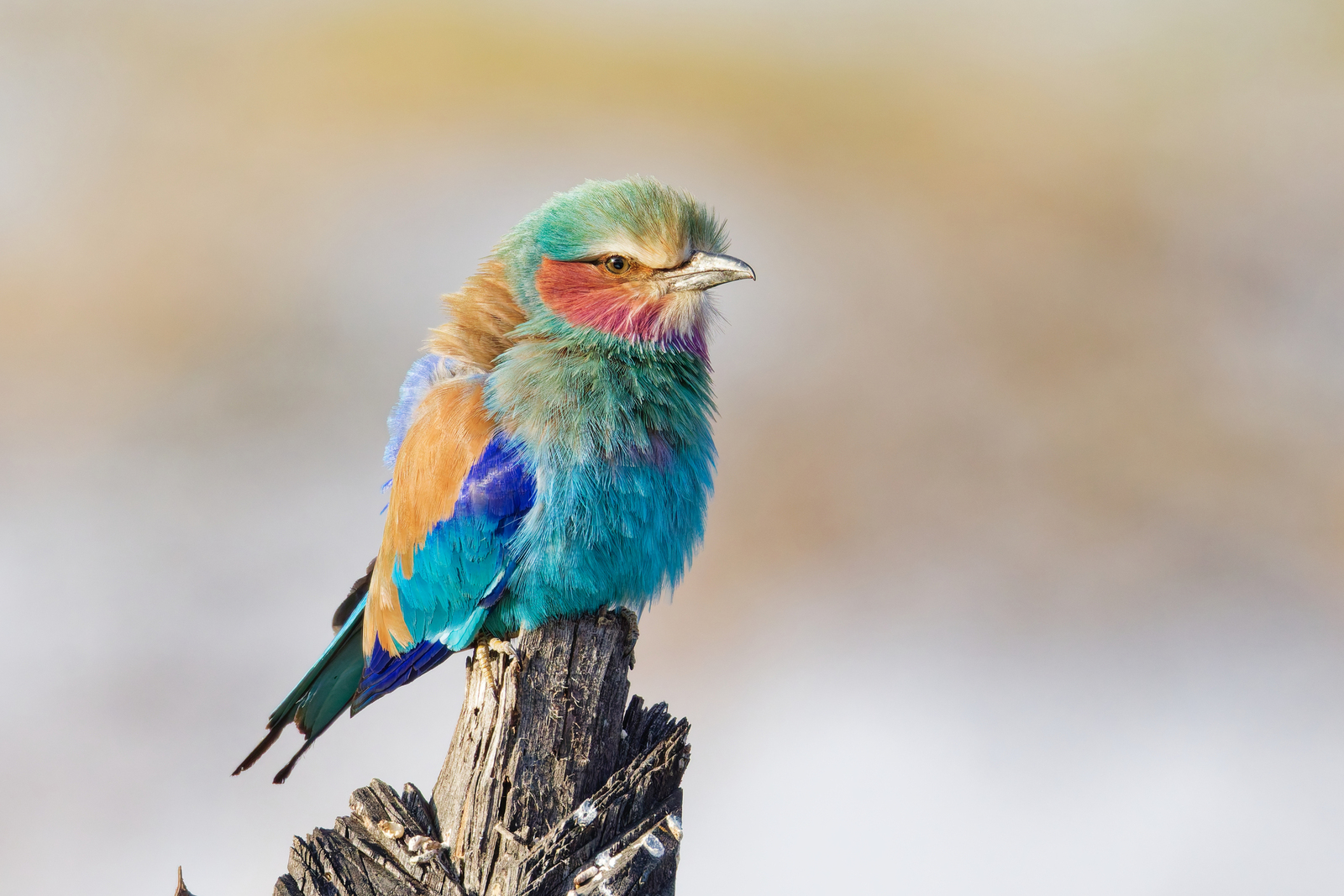 Lilac Breasted Roller