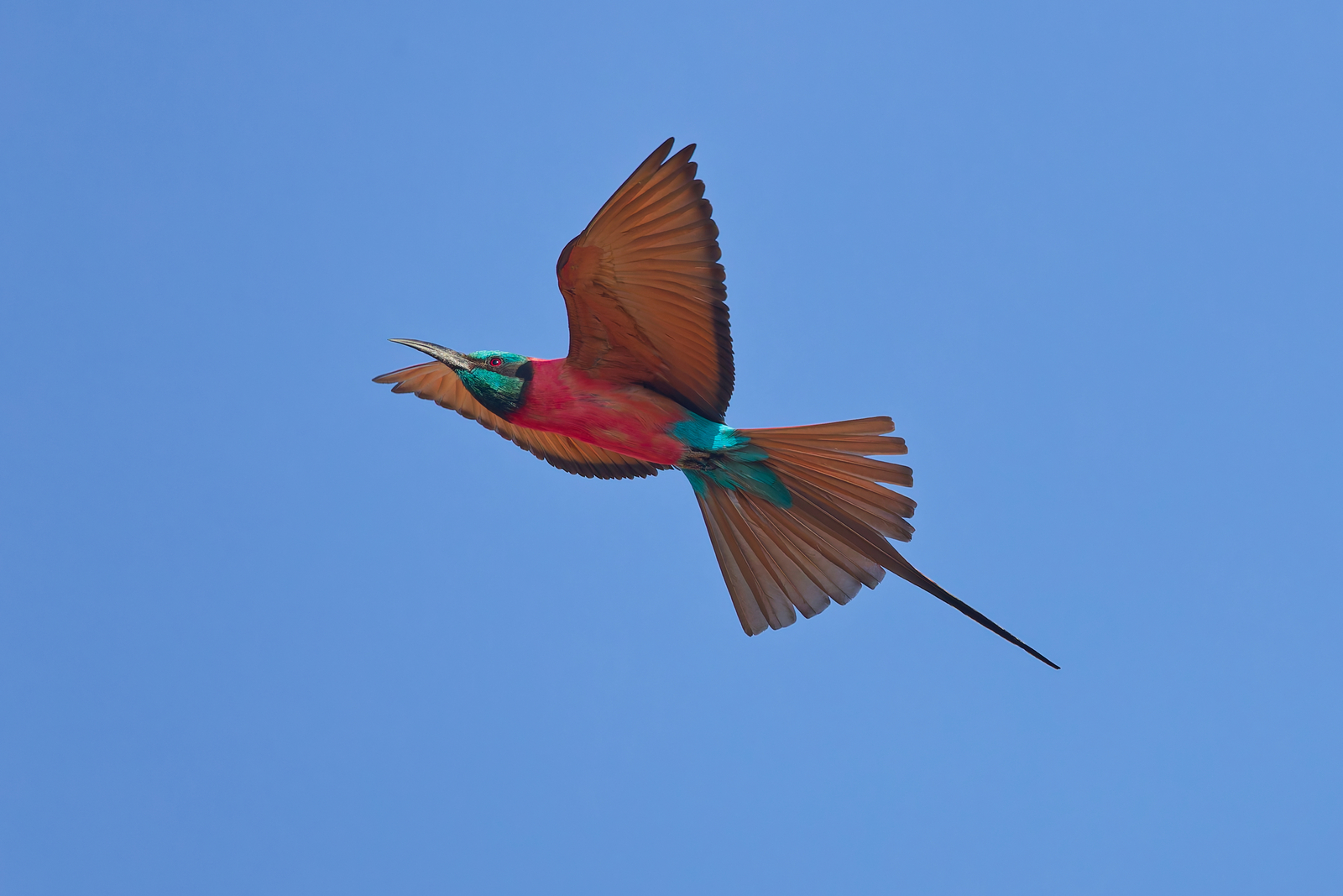 Northern Carmine Bee-eater