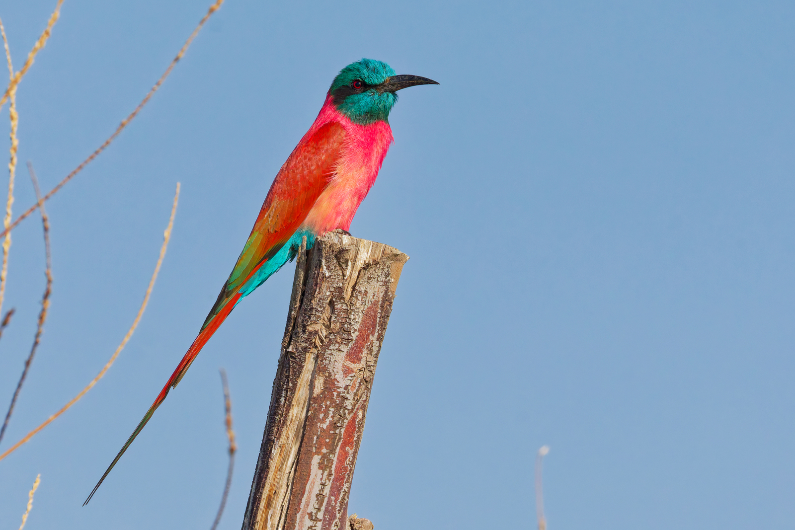 Northern Carmine Bee-eater