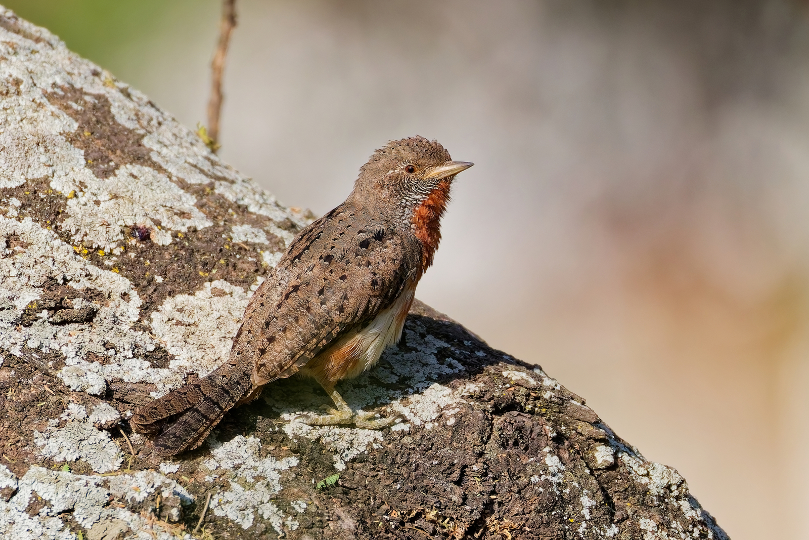 Red-throated wryneck
