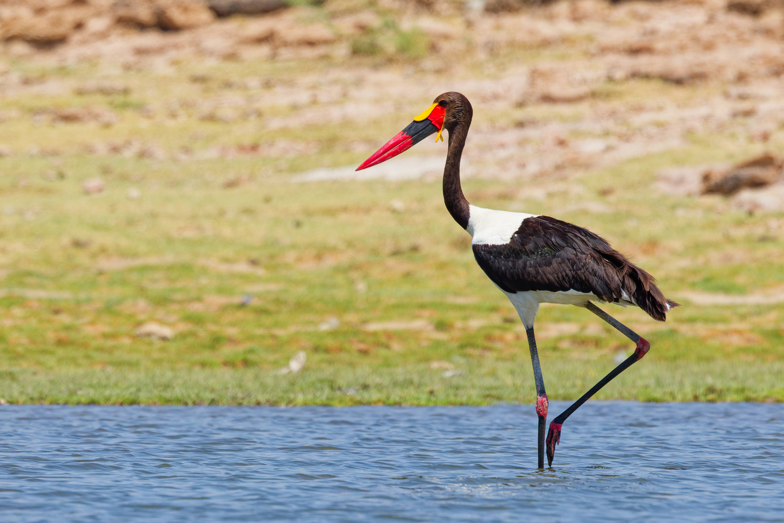 Saddle-billed Stork