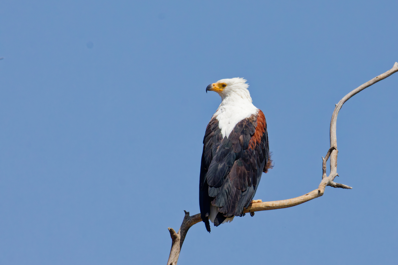African Fish Eagle