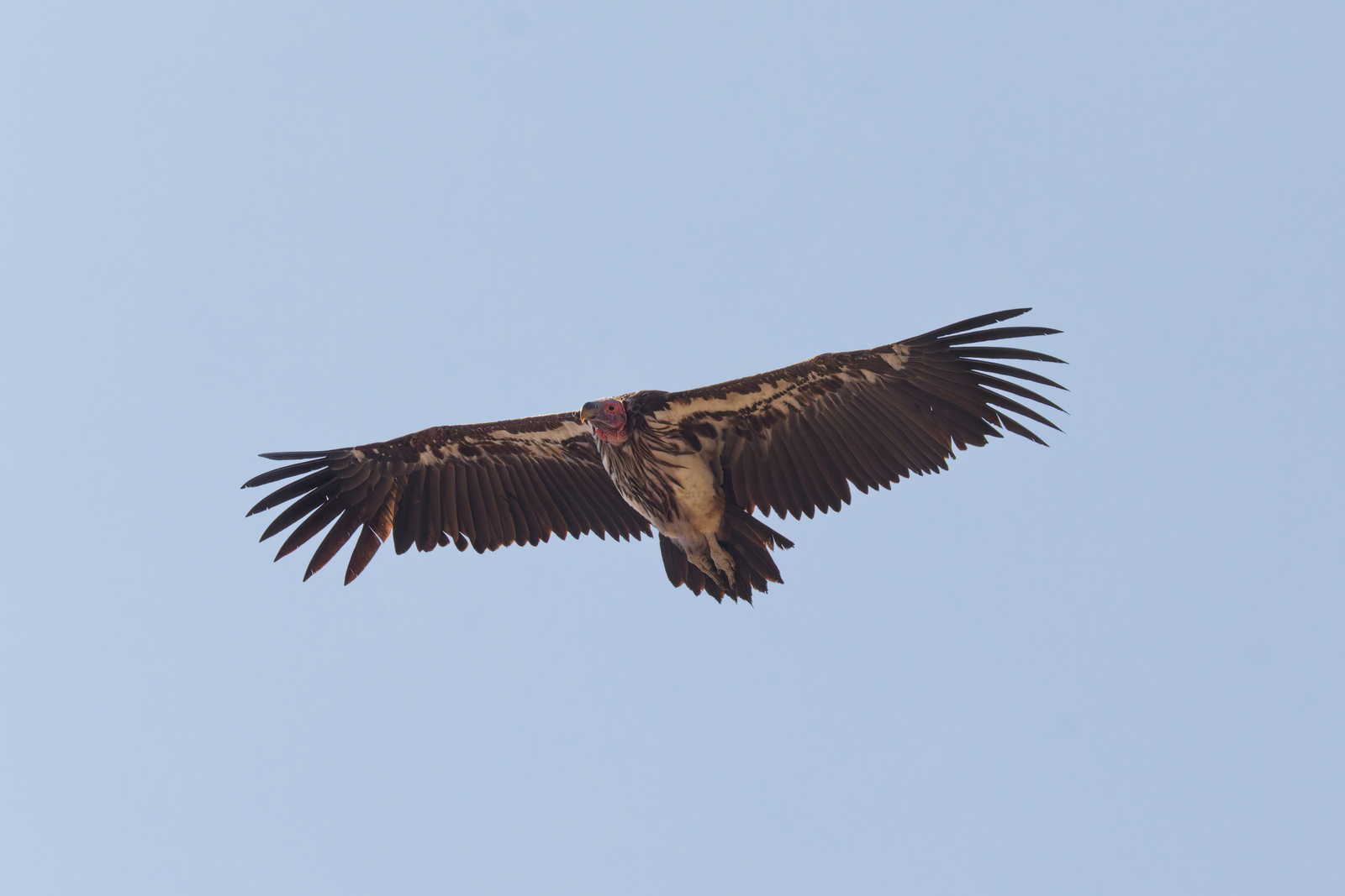 Lappet-faced Vulture