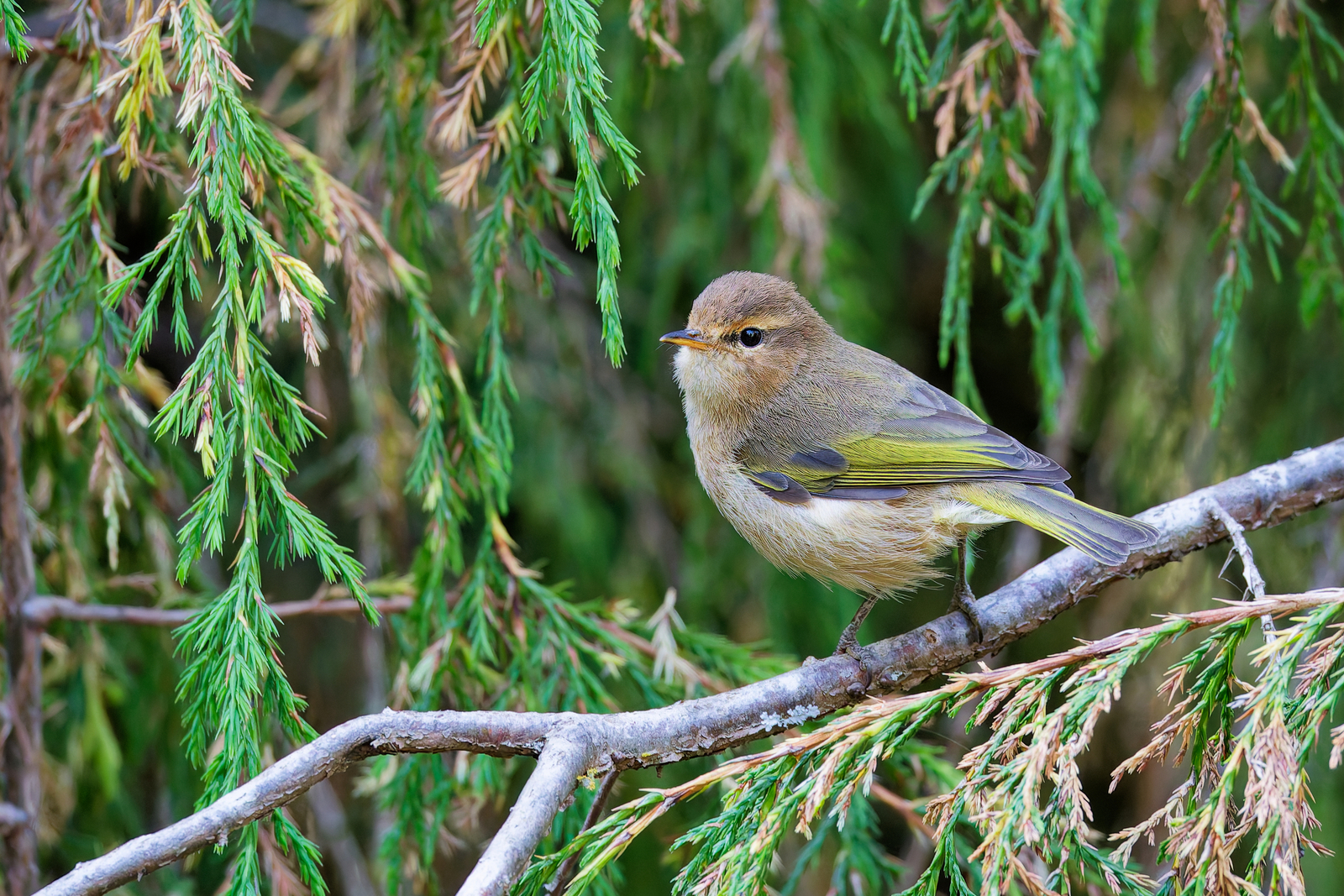 Brown Wood Warbler