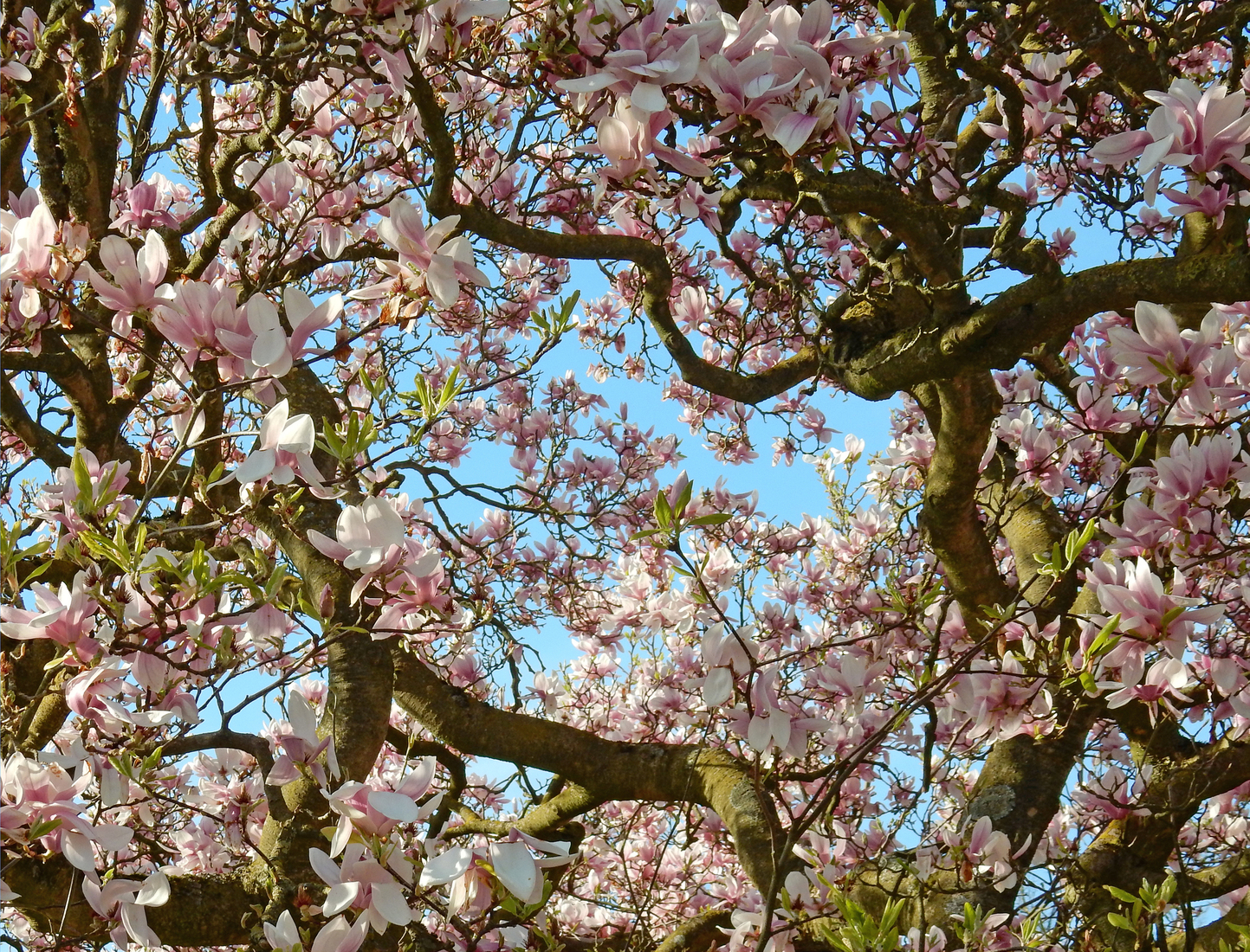 Magnolia IV