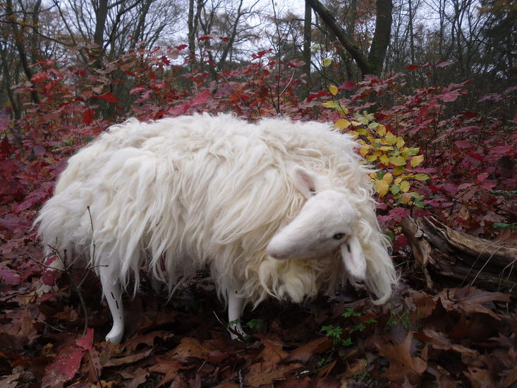 het zoekende schaap