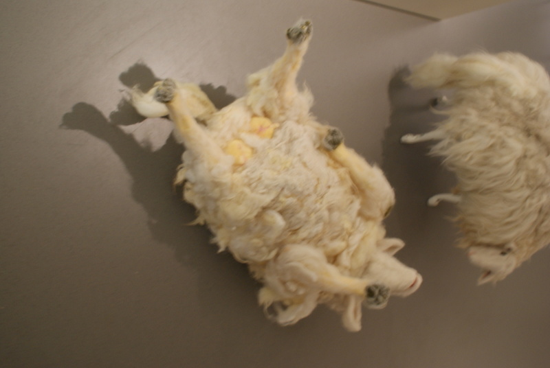 het schaap op de rug