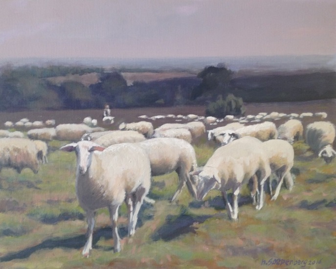 Schapen Archemerberg (Lemele)