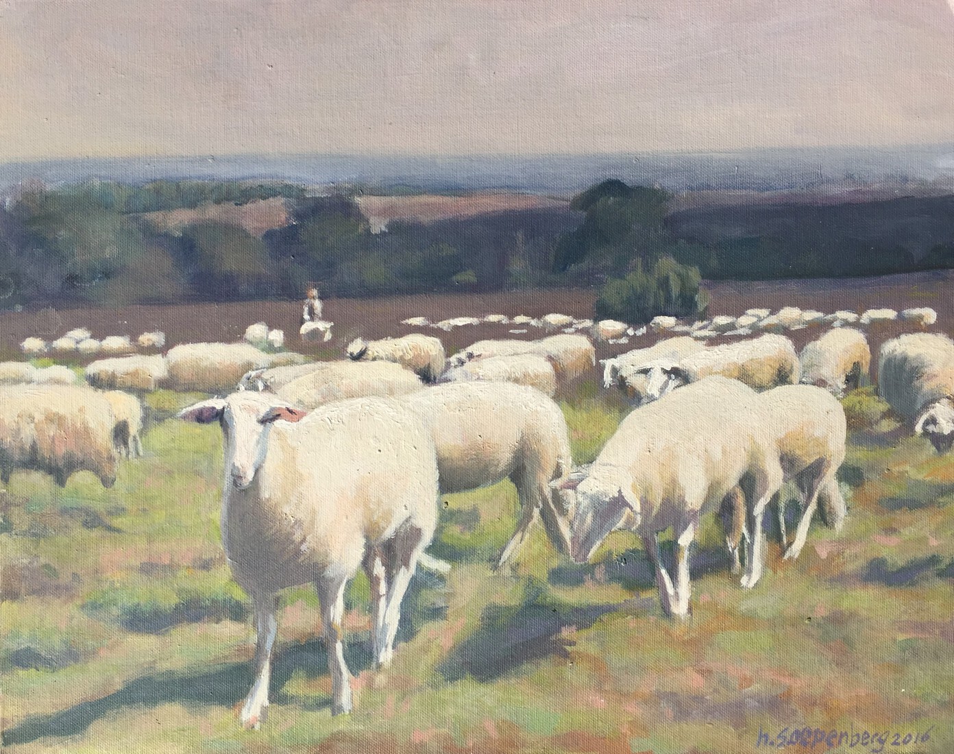 Schapen op de Archemerberg