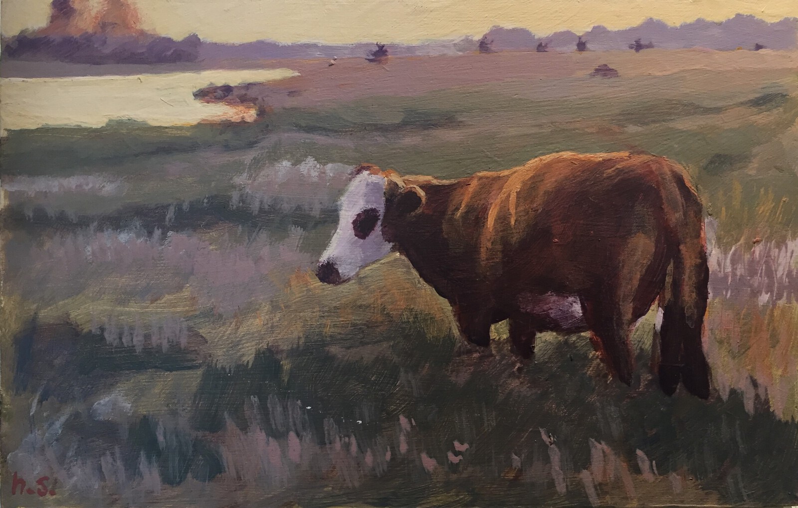 Koe in de IJsseluiterwaard.