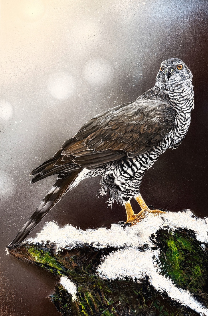 Vogel #29 ( European goshawk)