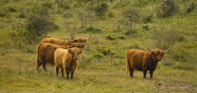 Scottish Highlander trio