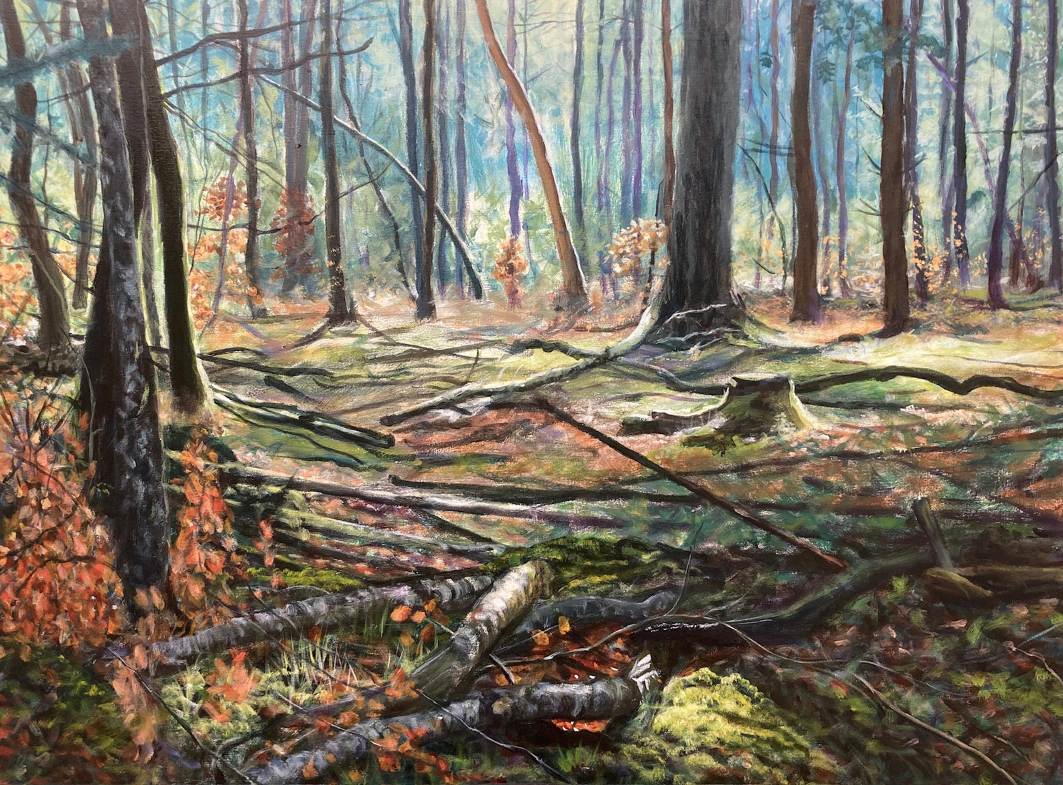 Morgenlicht door de bomen