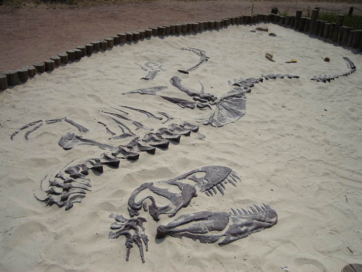 t-rex skelet