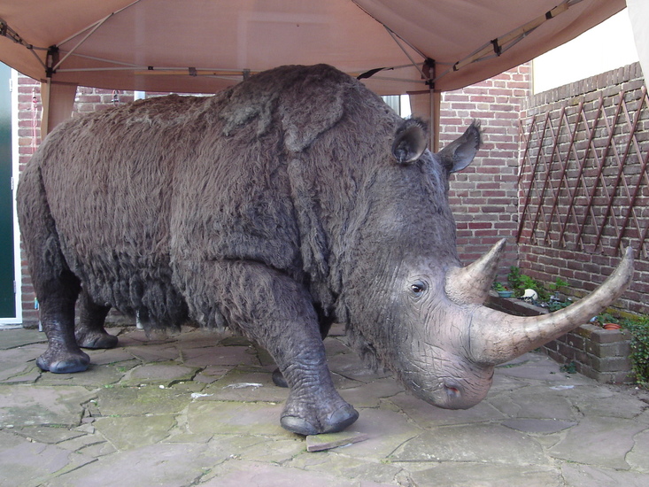3d wolharige neushoorn model