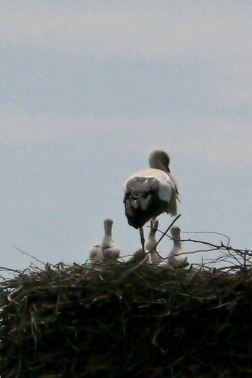 Ooievaar op zijn nest