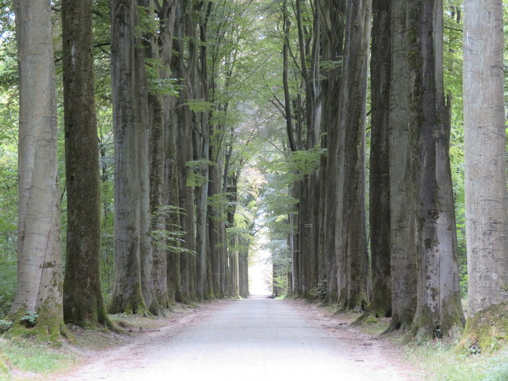 The forest Belgium