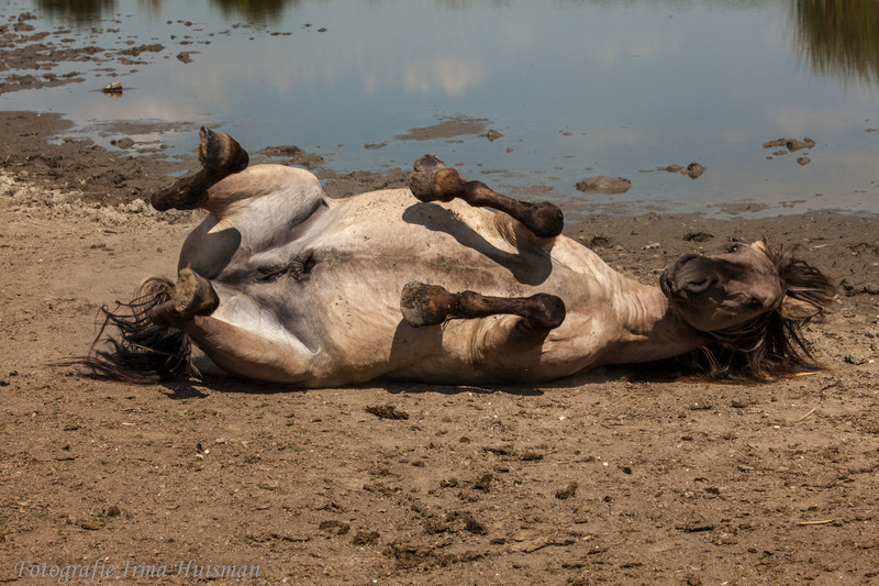koniks aan t rollen in het zand
