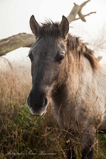 Koniks Paarden in de mist