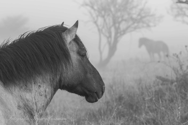 Koniks Paarden in de mist