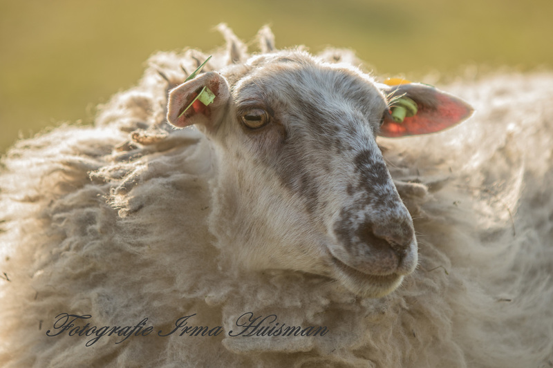 schapen