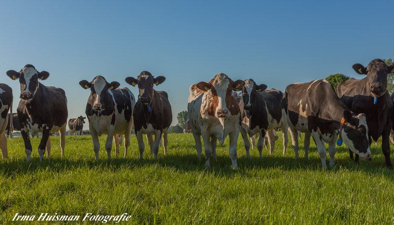 koeien