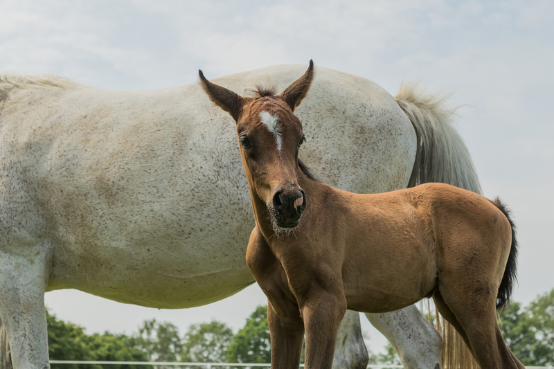 Paard en veulen