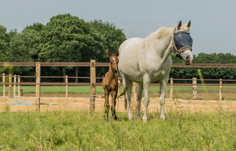 Paard en veulen