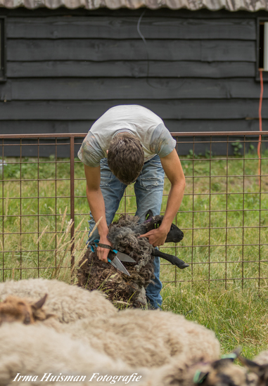 schapen scheren