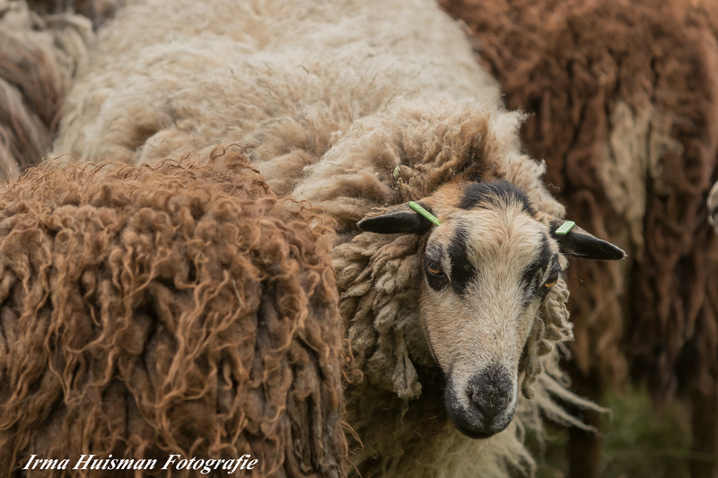 schapen scheren