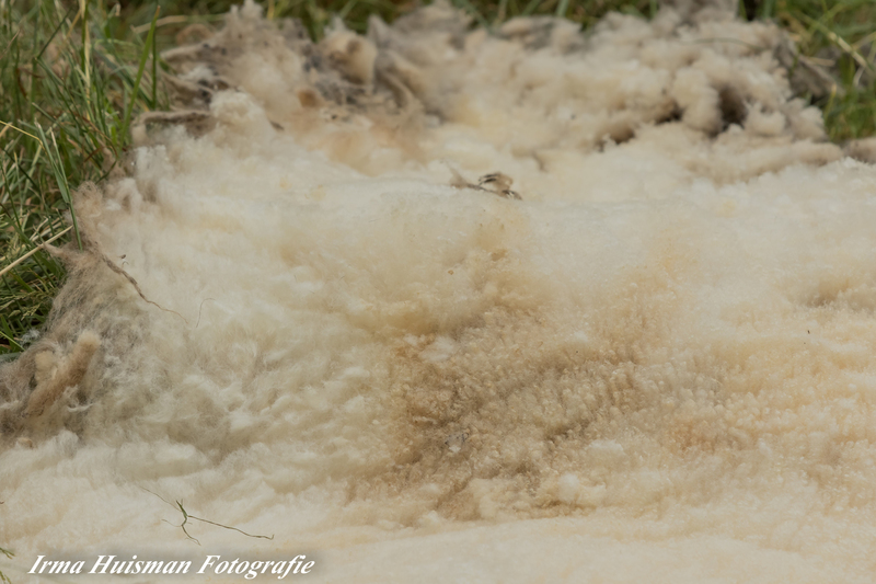 schapen scheren