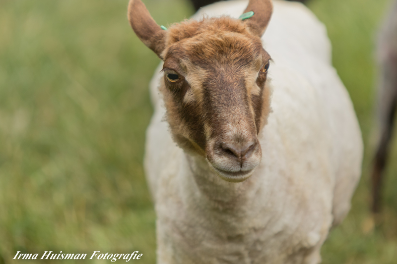 schapen scheren