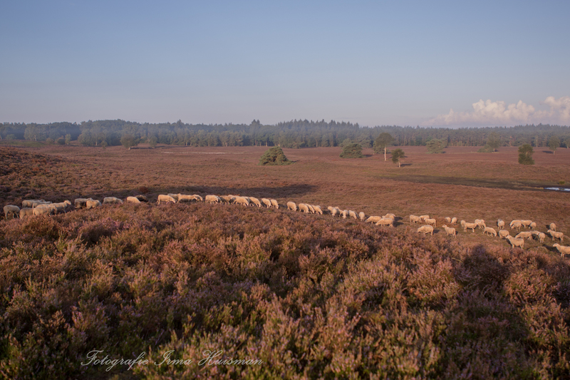 schapen