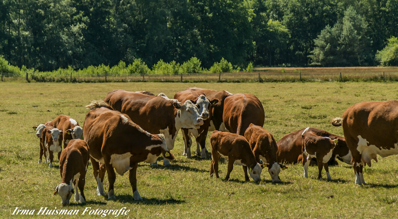 vrijwillig fotograaf