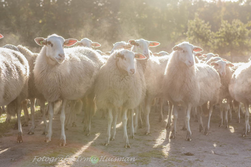 schapen