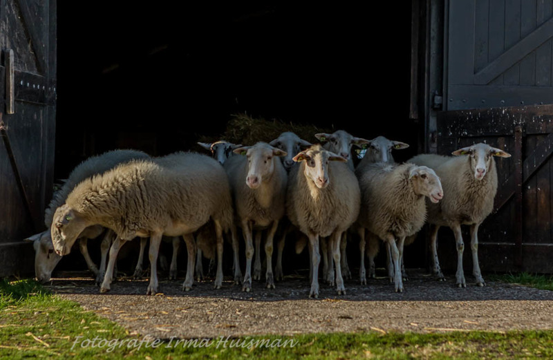 schapen