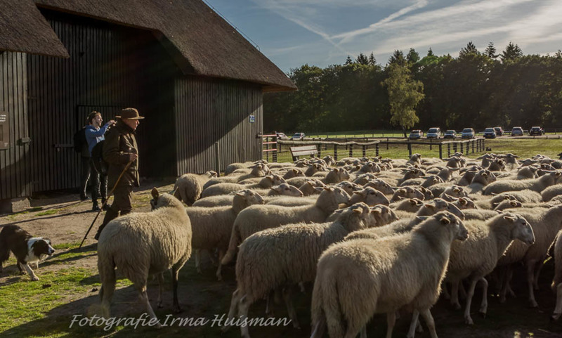 schapen