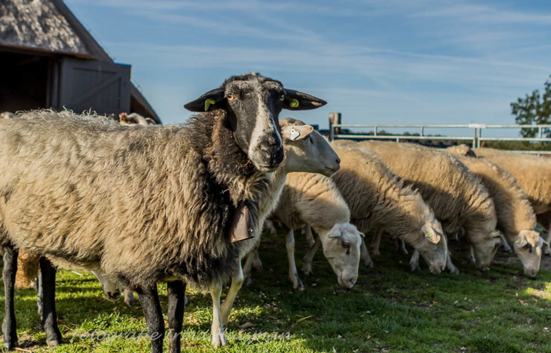 schapen