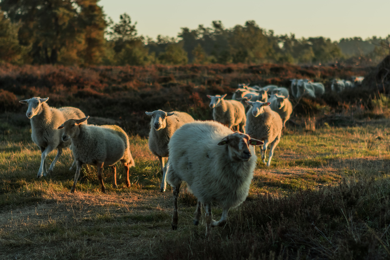 schapen